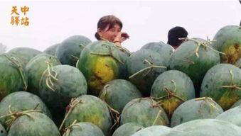 益津市场吃瓜,瓜果飘香，人间烟火气