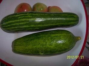 江西韶瓜如何吃,多味食法,尽享夏日清新美味