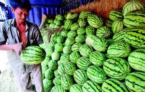 上城区吃瓜,瓜果飘香，品味都市田园生活