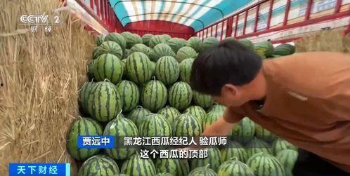 韶关毛师傅吃瓜