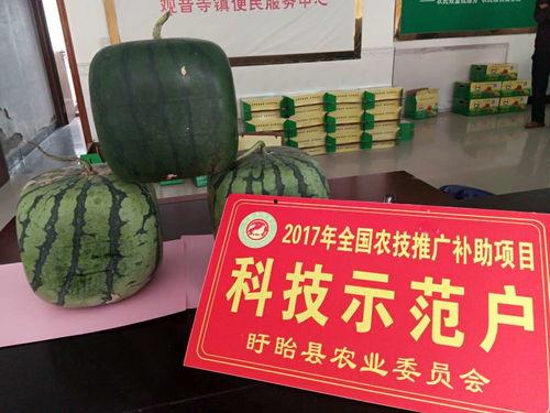 鲜佛瓜怎么吃,探索美味与健康的完美融合