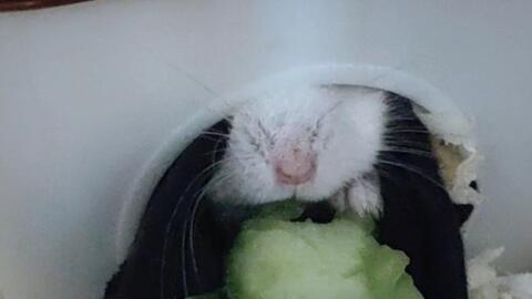 仓鼠吃瓜中,揭秘萌宠美食新风尚